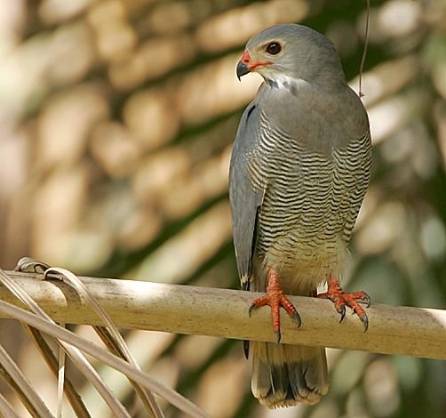 Lizard Buzzard